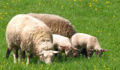 Schafe auf saftiger Wiese