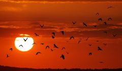 Vogelschwarm vor Sonnenuntergang