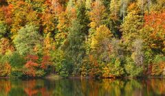 Mischwald am See in Herbstfarben